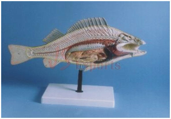 PERCH ( FISH) DISSECTION